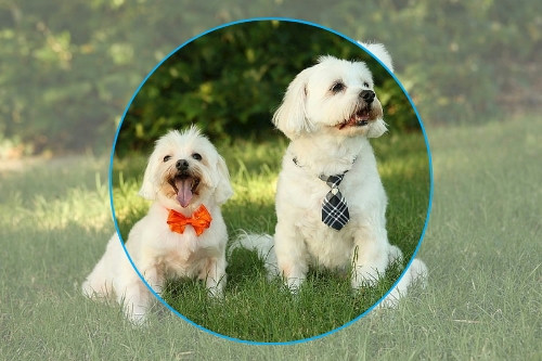 寵物醫療APP開發可行性分析(圖1)